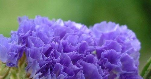 紫色勿忘我的寓意是什么？花语中传达了什么？