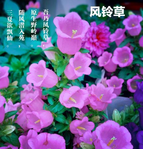 紫色勿忘我的寓意是什么？花语中传达了什么？