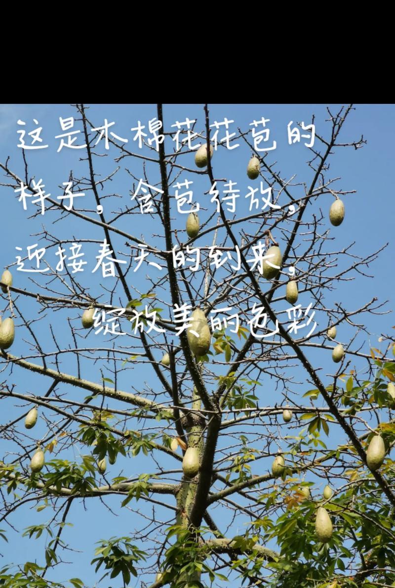 木棉花花语是什么？英雄与胜利的象征！