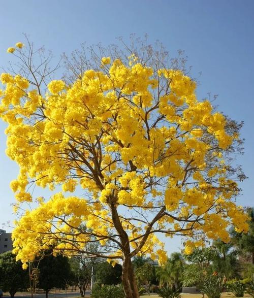 花团棉簇象征着什么？花团棉簇的含义是什么？