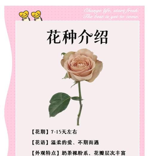 渴望爱的花朵有哪些？各自的花语是什么？
