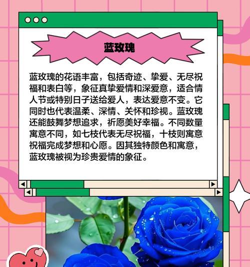 渴望爱的花朵有哪些？各自的花语是什么？