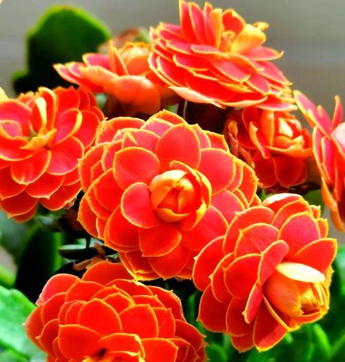 幸福神兽象征的花卉有哪些？它们代表什么？