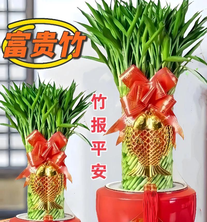 富贵竹有哪些象征品种？它们各自代表什么意义？