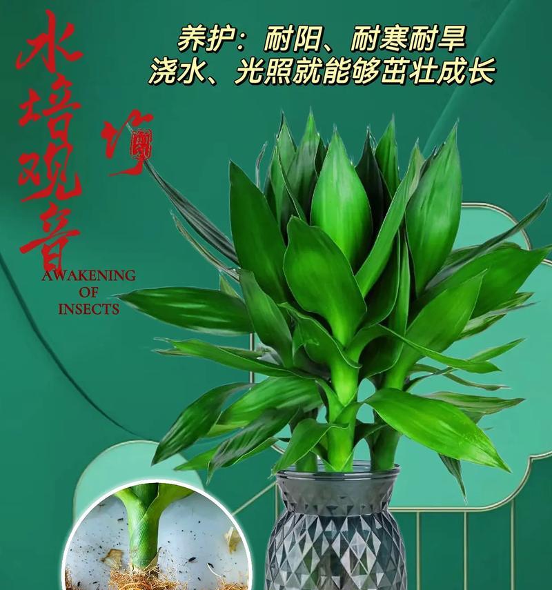 富贵竹有哪些象征品种？它们各自代表什么意义？