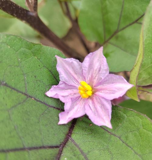 花通常代表哪些含义？花卉在不同场合和文化中通常象征着什么？