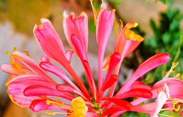 花通常代表哪些含义？花卉在不同场合和文化中通常象征着什么？