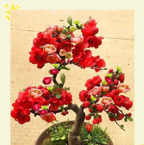 好运和富贵的花卉寓意是什么？寻找代表富贵的花