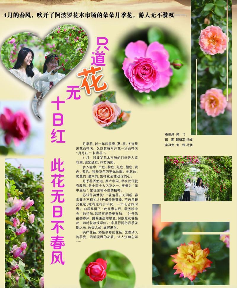 阿波罗象征的花是什么？