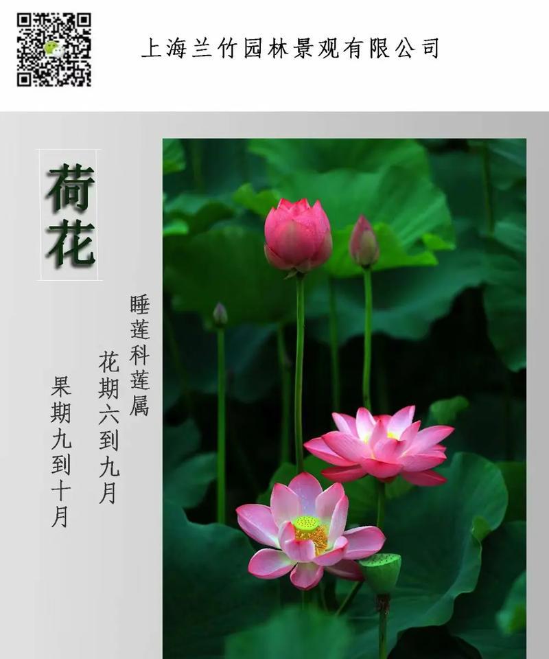荷花的象征意义和花语全解析是什么？