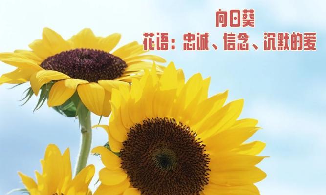 送父亲的花应该选择哪种？