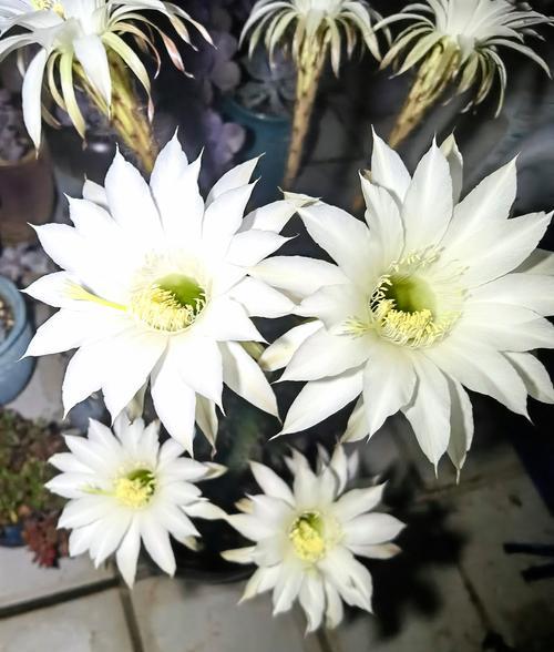 热情坚强积极的象征花有哪些？哪些花代表热情和坚强？