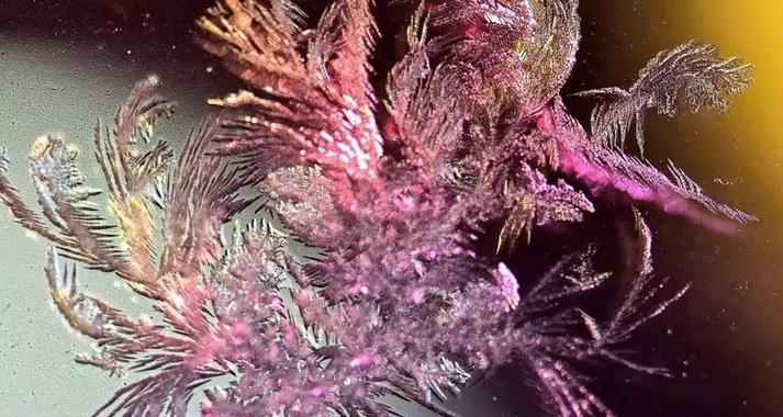 星辰花的花语神秘在哪里？如何探索其宇宙奥秘？