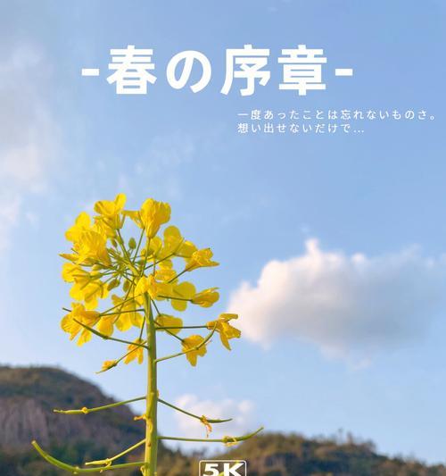 星辰花的花语神秘在哪里？如何探索其宇宙奥秘？