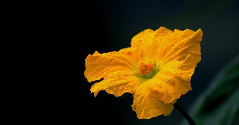 冬瓜花作为礼物有何含义？送冬瓜花的寓意是什么？