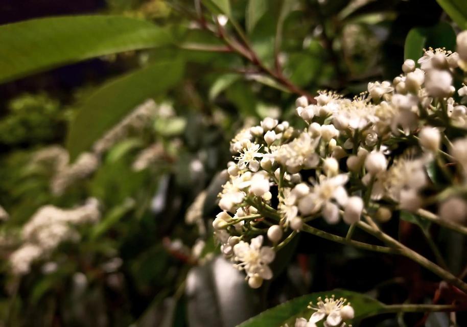 石楠花的寓意是什么？石楠花在花语中象征着什么？