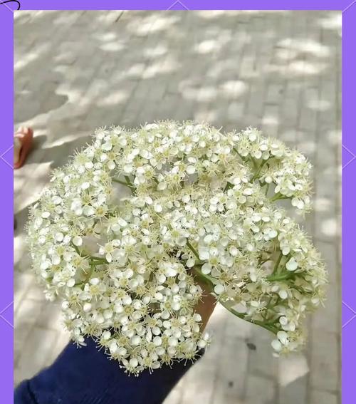 石楠花的寓意是什么？石楠花在花语中象征着什么？