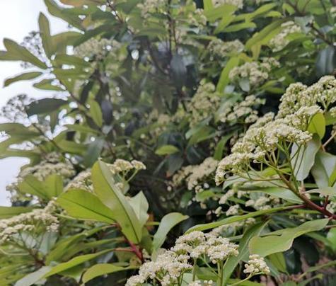 石楠花的寓意是什么？石楠花在花语中象征着什么？