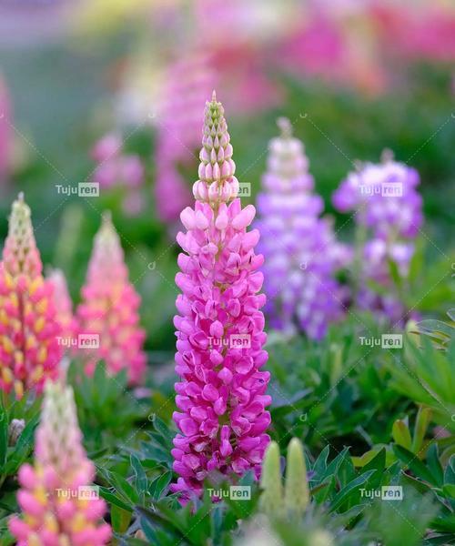 花背景的寓意是什么？花卉背景的象征意义是什么？