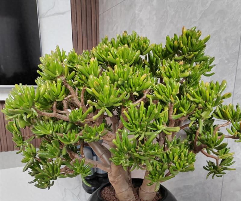 招财的花有哪些？它们各自寓意着什么？