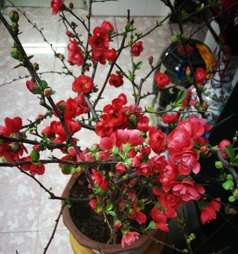 招财的花有哪些？它们各自寓意着什么？