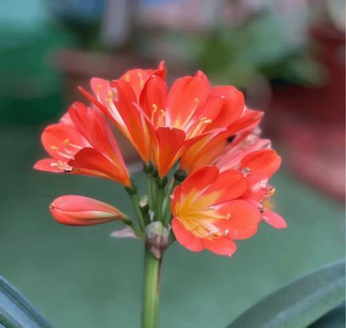 发财花的由来是什么？