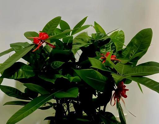 发财花的由来是什么？