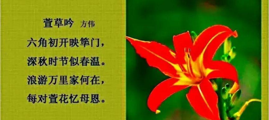 萱草花的花语和寓意是什么？