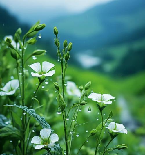绿色永久花的花语是什么？它的象征意义是什么？