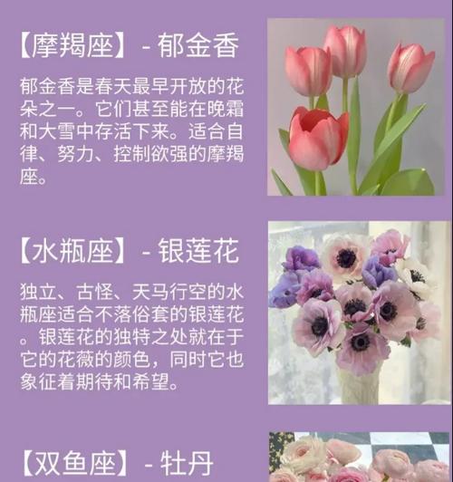 明日之花有何象征意义？它的寓意是什么？