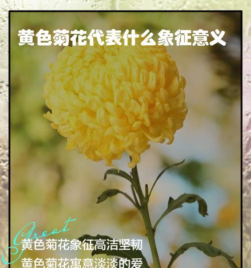 明日之花有何象征意义？它的寓意是什么？