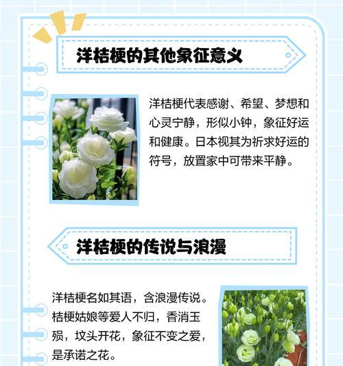 桔梗花语是什么？永恒不变的爱！