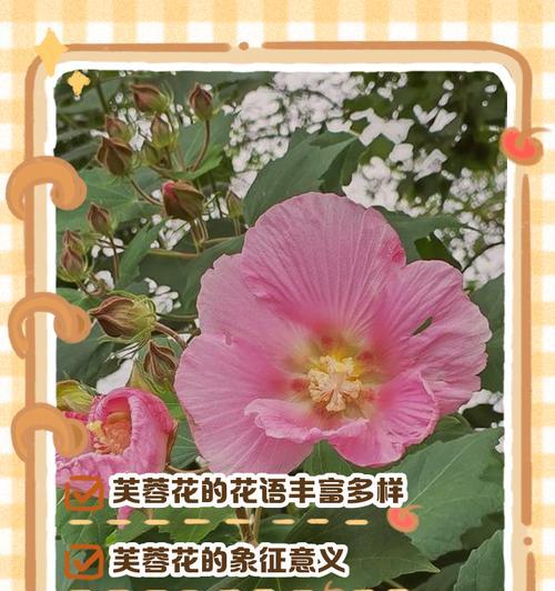 你知道各种花草的寓意及花语吗？