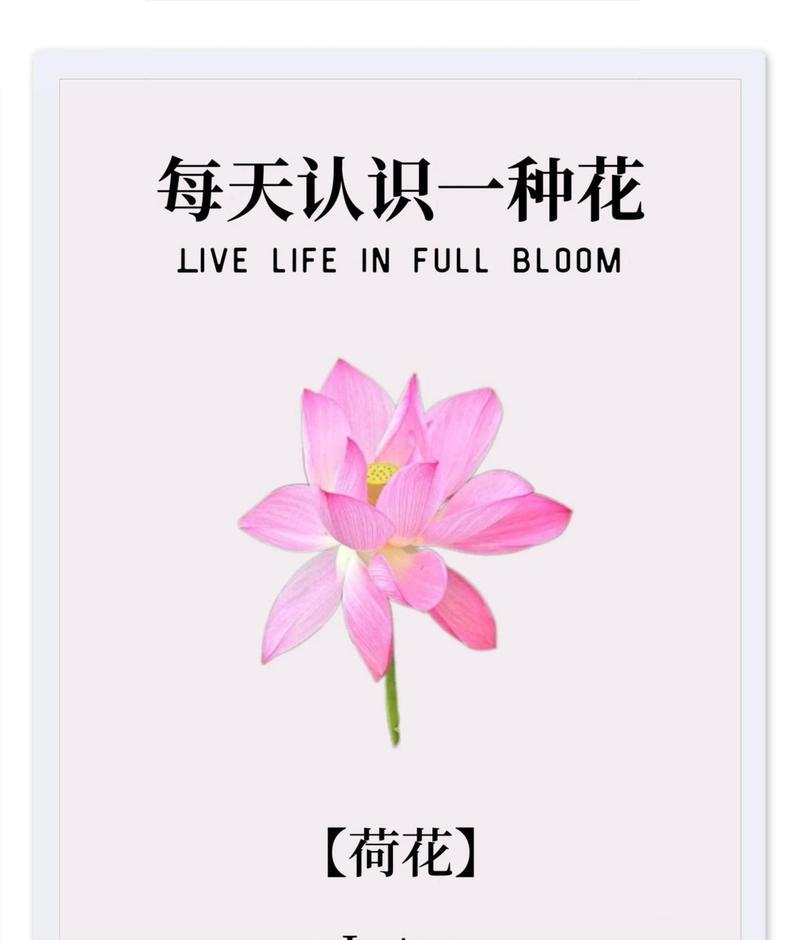 你知道各种花草的寓意及花语吗？