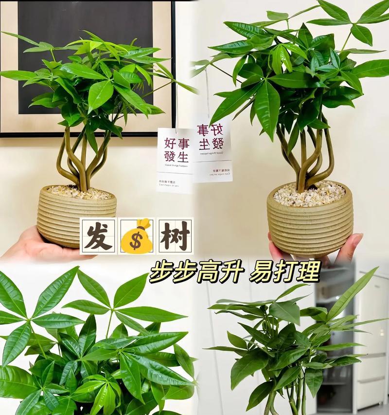 发财树的寓意有哪些？发财树在风水学中意味着什么？