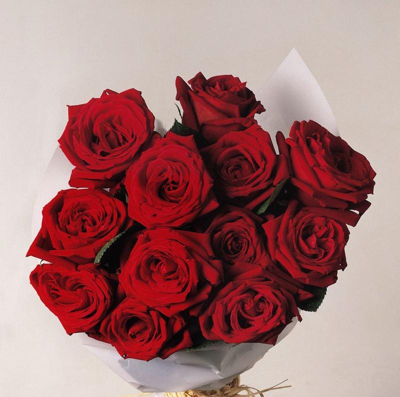 红色玫瑰的含义是什么？花语代表什么？