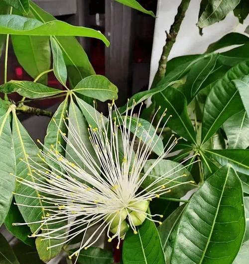 幸运香的寓意是什么？幸运香花代表了什么？