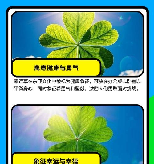 幸运香的寓意是什么？幸运香花代表了什么？