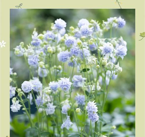 褶皱花的含义是什么？褶皱花在艺术中代表什么？