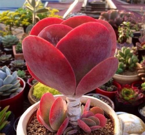 多肉植物的寓意花语是什么？它们在室内装饰中的作用？