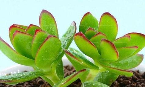 多肉植物的寓意花语是什么？它们在室内装饰中的作用？