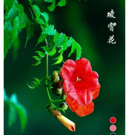 老人象征的花朵有哪些及其花语是什么？