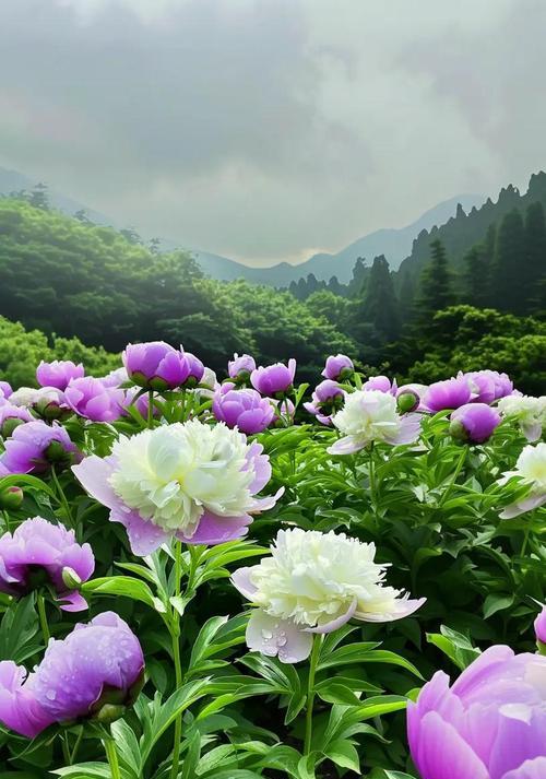 牡丹花开放寓意何在？牡丹花的含义是什么？