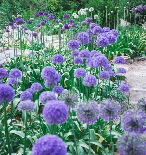 葱花的象征意义是什么？葱的花语有哪些？
