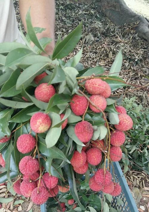 红荔枝花代表什么含义？荔枝花有何深意？