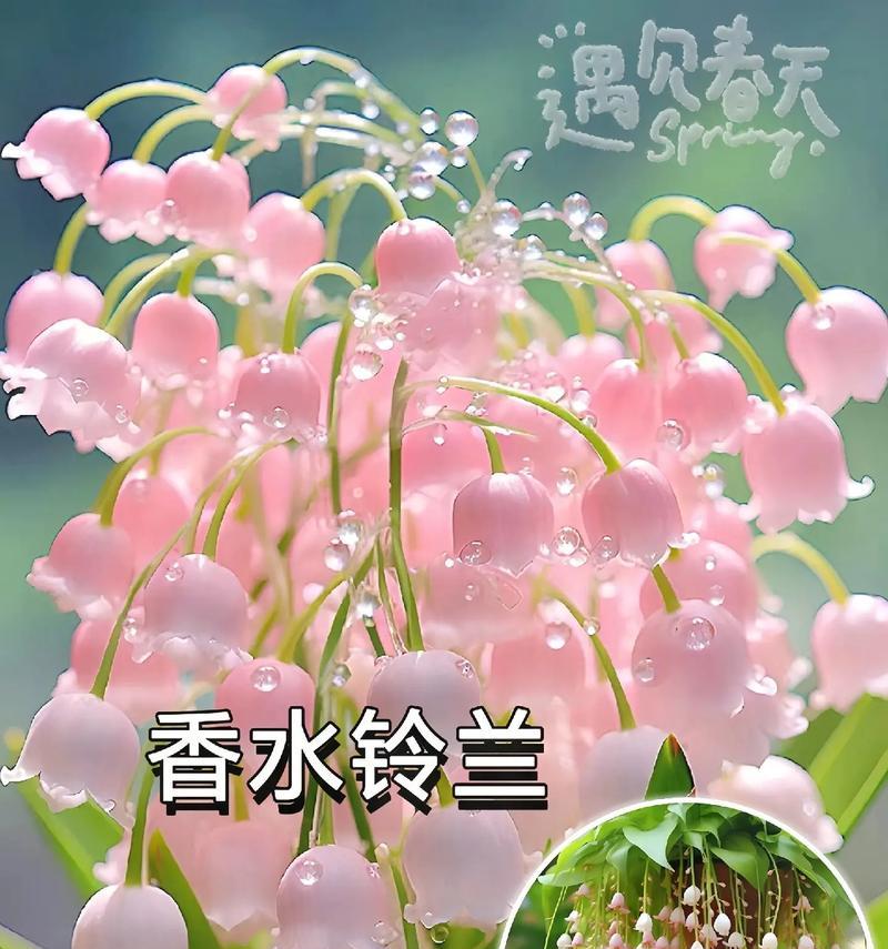 铃兰如何象征青春？铃兰的花语与青春有何关联？