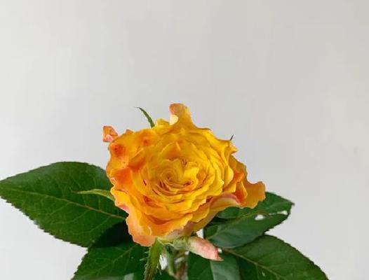 金色玫瑰的花语是什么？它有什么特殊含义？