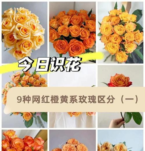 金色玫瑰的花语是什么？它有什么特殊含义？