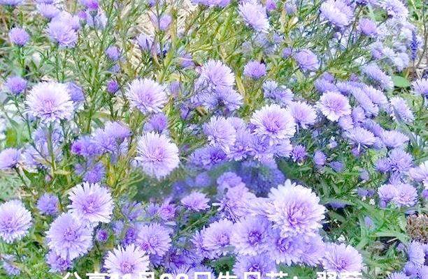 生日花的花语是什么？生日花象征着什么？