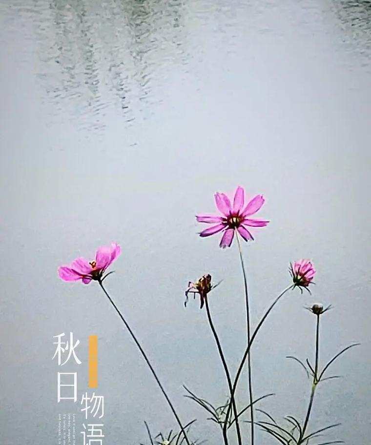 格桑花的花语及其特别含义是什么？